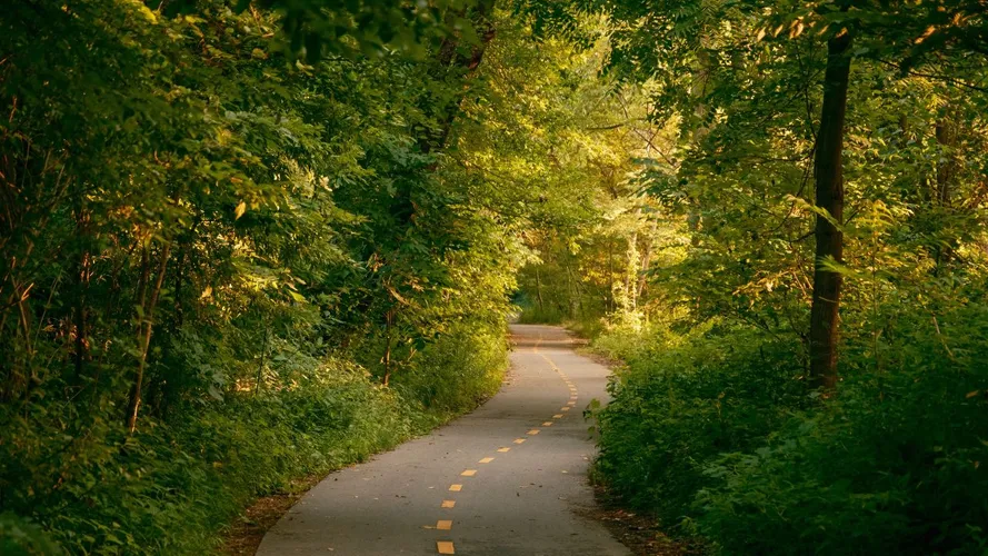 A road winding through a green forest in Van Cortlandt Park in the Bronx