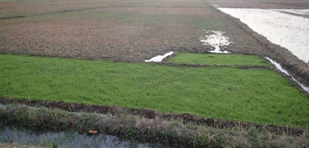 A farming site in Mali, where Professor Isaie Dougnon is conducting research. Photo provided by Isaie Dougnon.