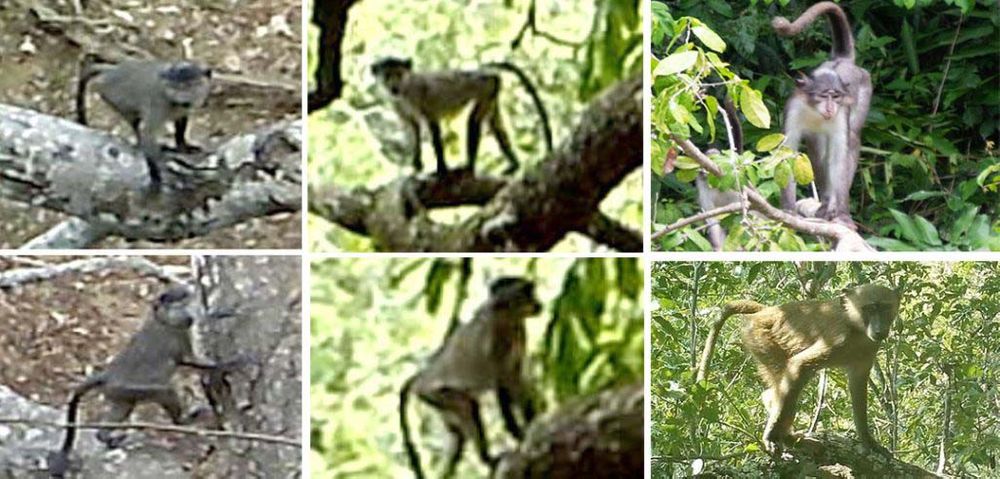 image of a putative white-naped magabey and olive baboon hybrid courtesy of Reiko Matsuda Goodwin