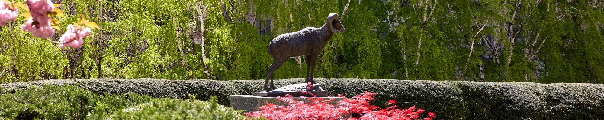 Fordham Ram on the Lincoln Center campus in spring with flowers in bloom