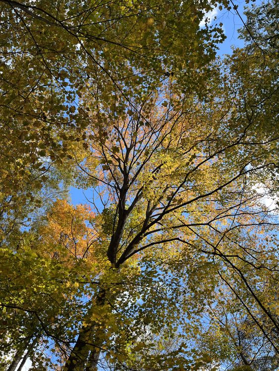 Calder tree canopy during the fall
