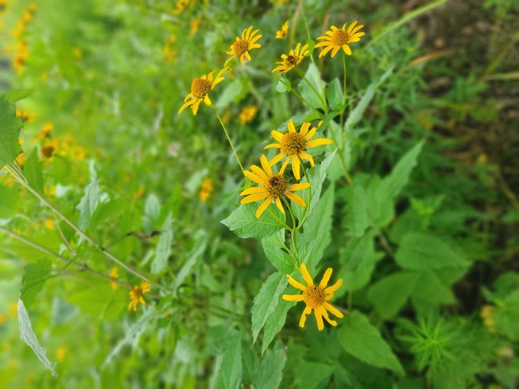 yellow flowers in the garden