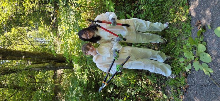 Students managing an invasive plant - knotweed