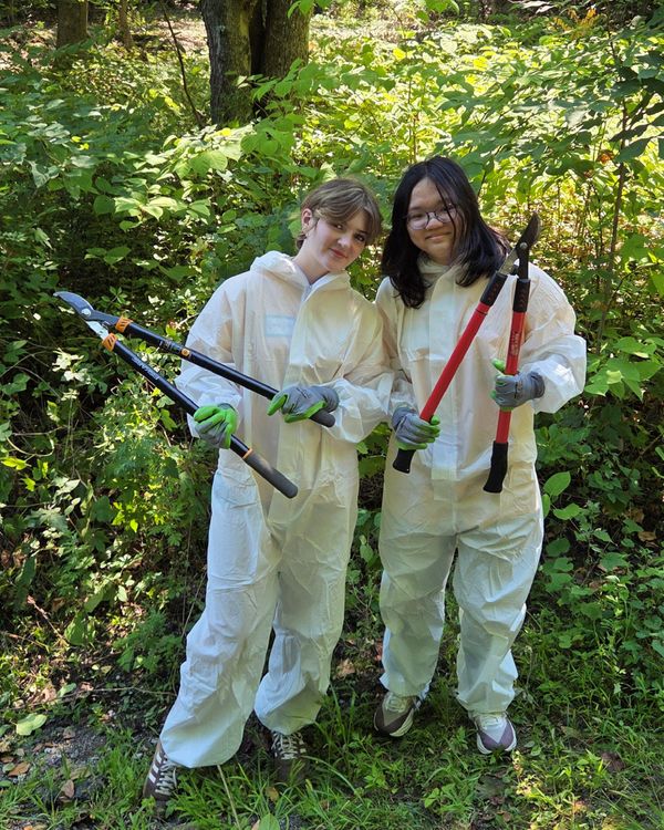 Students managing an invasive plant - knotweed