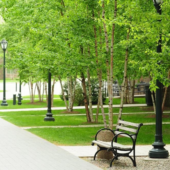 Rose Hill walkway with trees and benches to the right