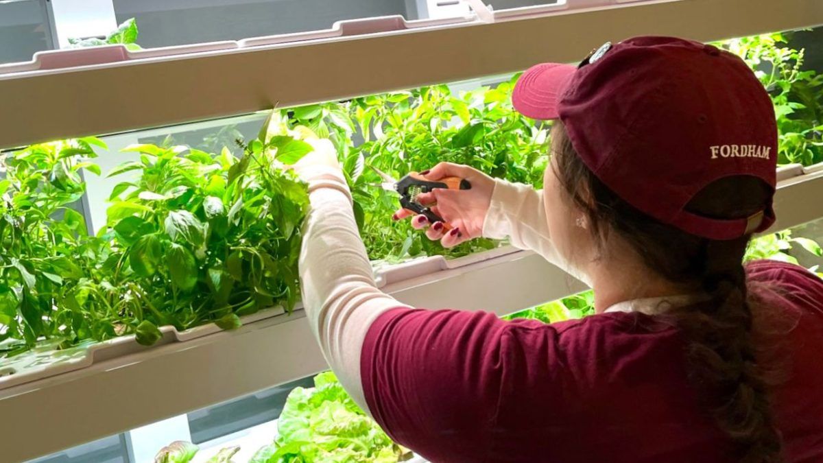 A Fordham student harvests microgreens in a lab