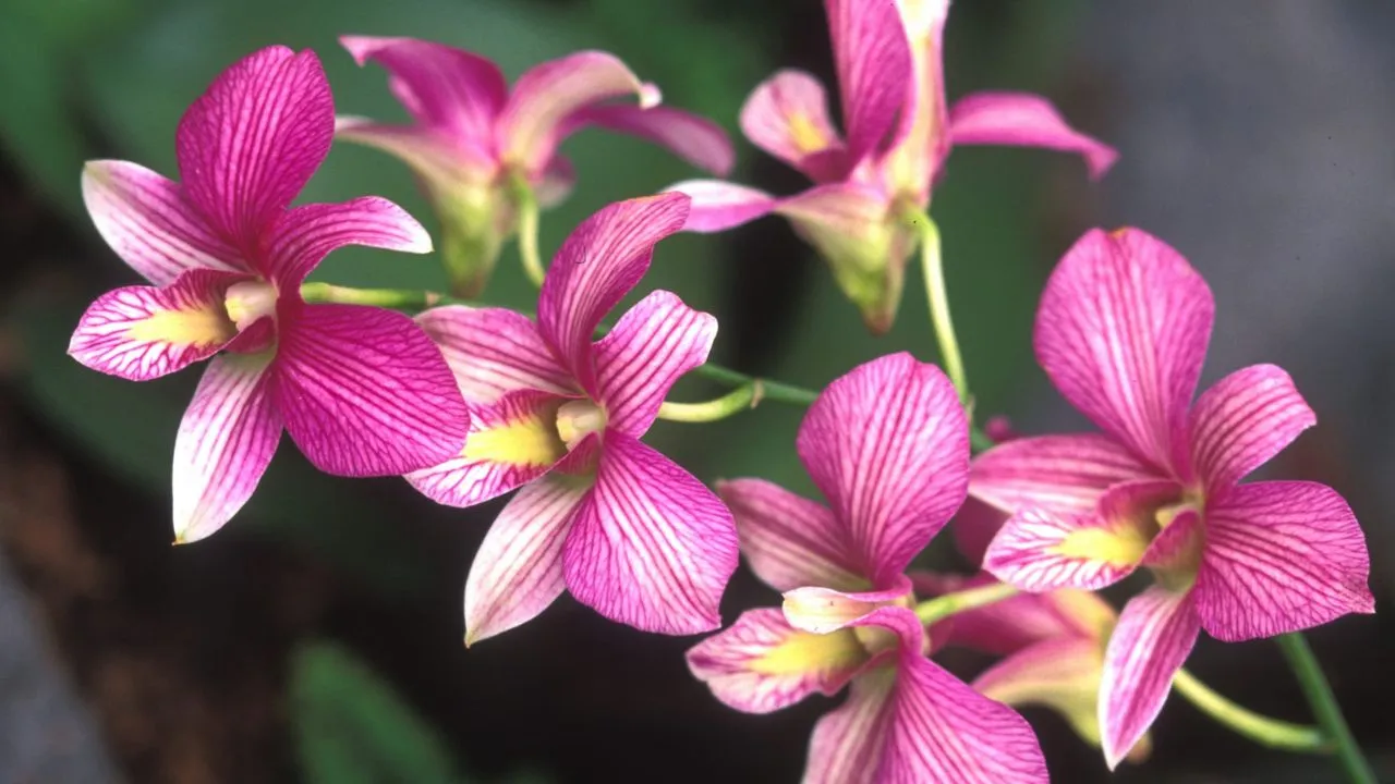 A spray of small pink orchids