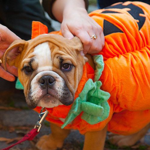 Small dog in pumpkin costume