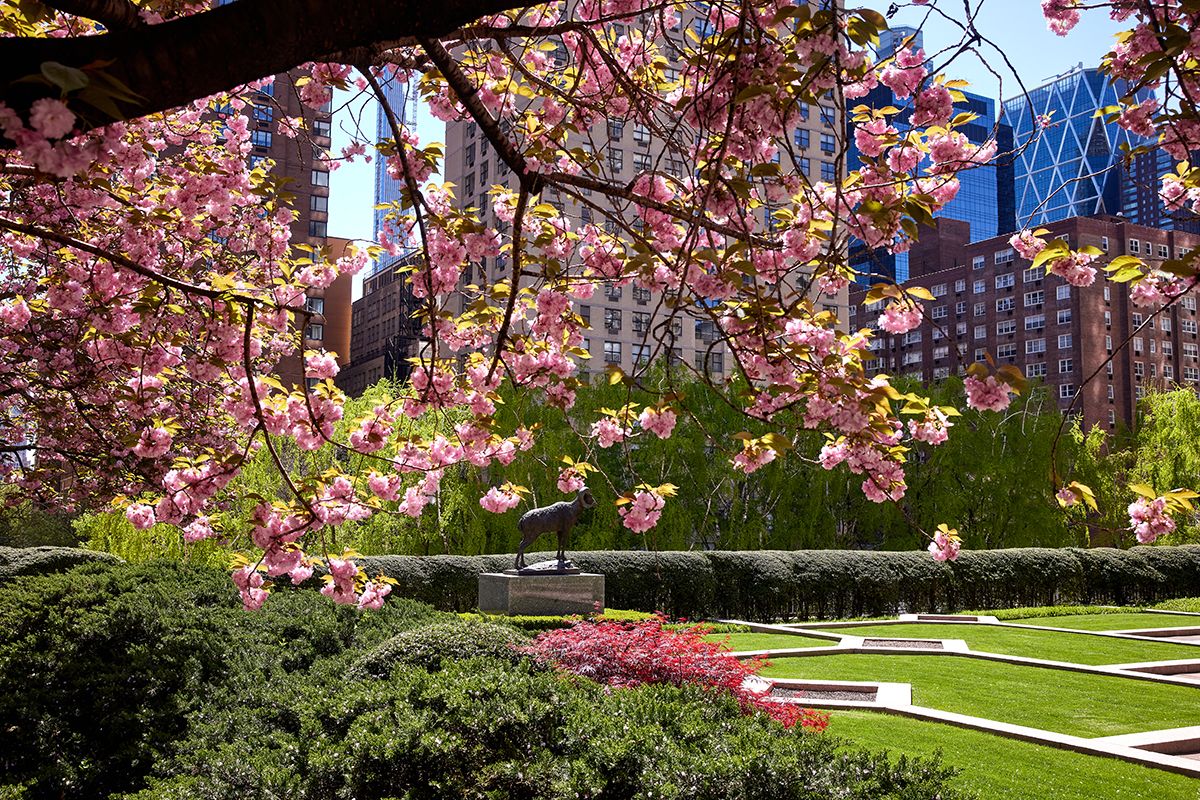 Trees in bloom during spring on the plaza at Lincoln Center