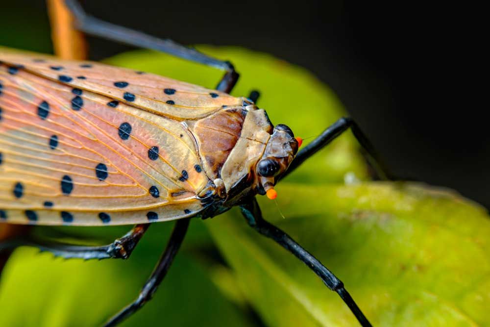Close up of spotted lantern fly