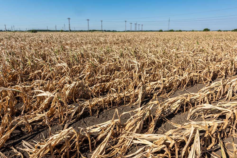 Stock image of drought-affected cornfield
